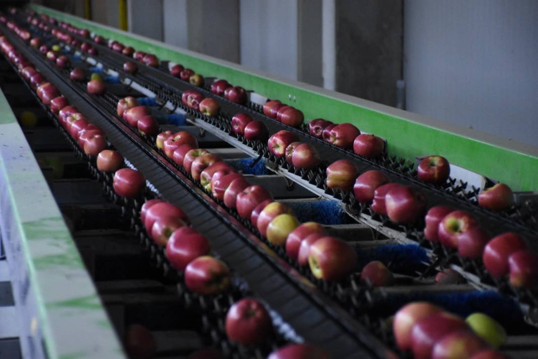 Modern tesis kurdu: Yetiştirdiği meyve 21 ülkede kapış kapış satıldı 3